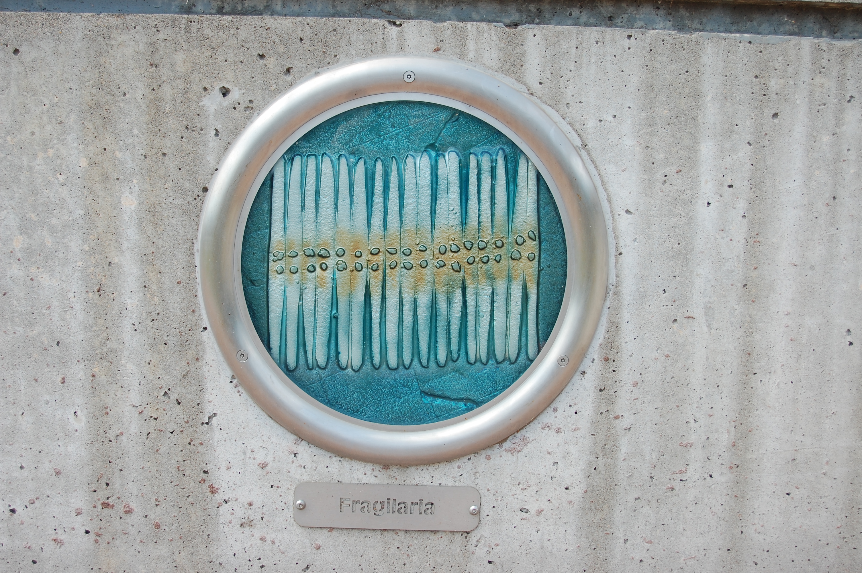 A plaque of fragilaria diatom