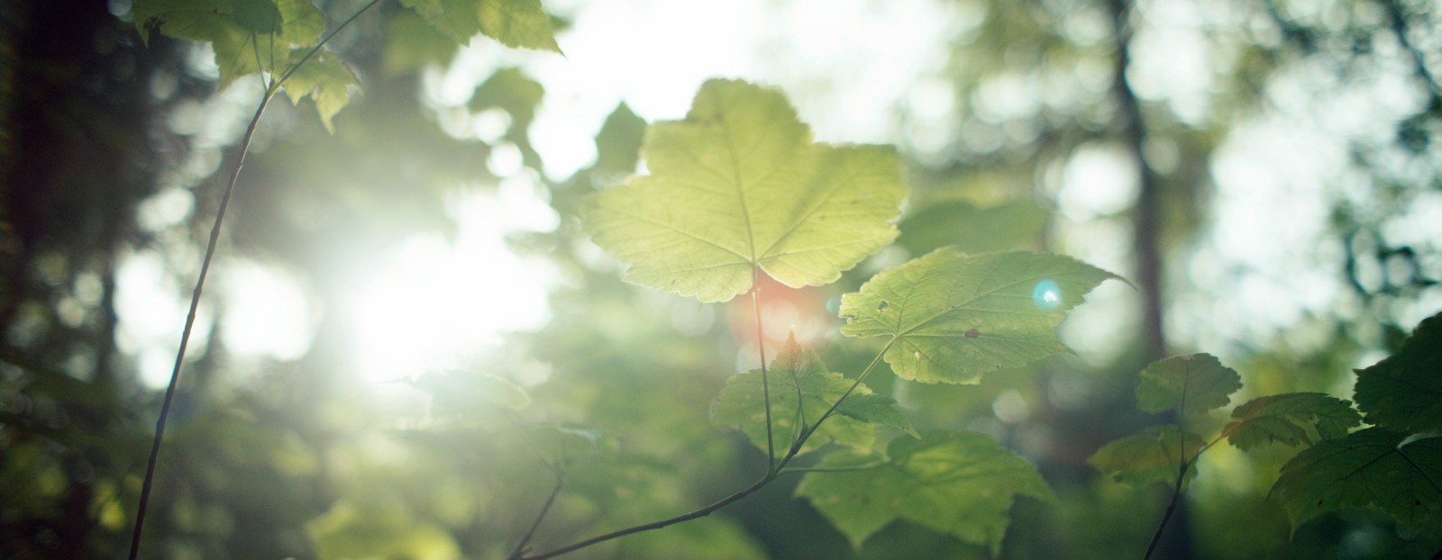 Leaves on a tree