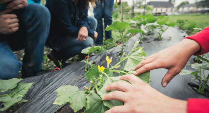 people looking at plants