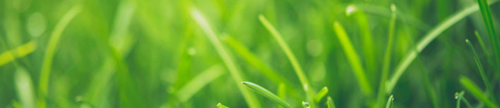 up close of green grass