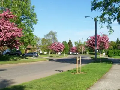 Crescent-Ave-trees-crop.JPG