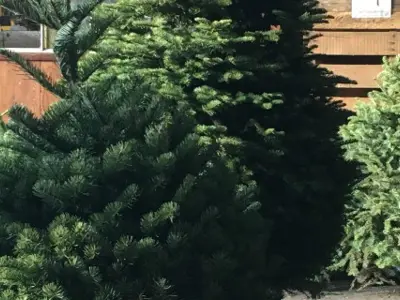 ChristmasTreeDropOff.jpg