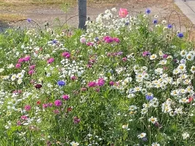 blvd-garden-web.jpg