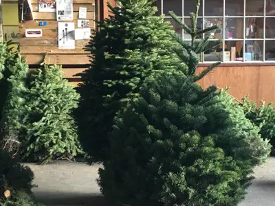 ChristmasTree.jpg