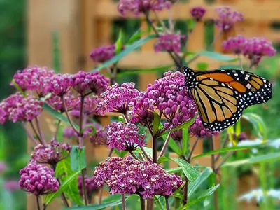 Monarch-Appreciation-Day-Cover-photo.jpg